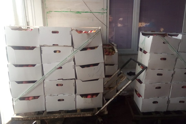 На Урале ФСБ и Россельхознадзор уничтожили больше тонны санкционных яблок - Фото 1