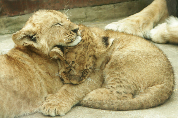 В Екатеринбурге в семье львов родились три пятнистых малыша - Фото 1