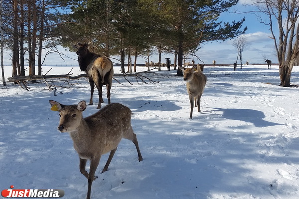 В Свердловской области начали подкармливать диких животных - Фото 1
