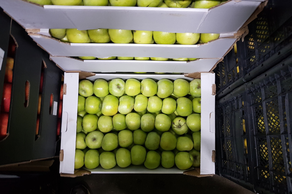 В Екатеринбурге уничтожат почти 2 тонны санкционных яблок - Фото 1