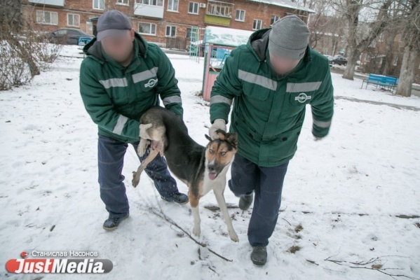 Екатеринбургские власти заплатят 30 миллионов рублей за отлов бродячих собак - Фото 1