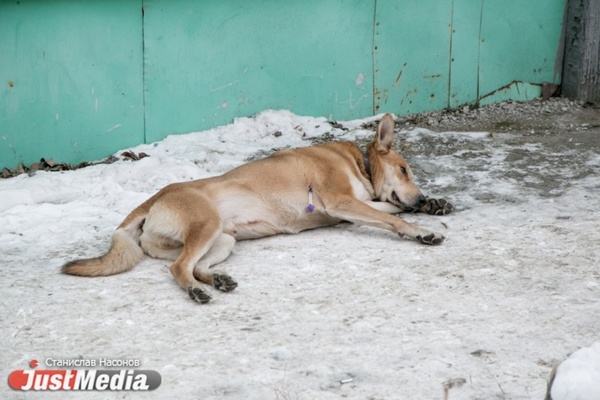Заксо хочет наделить мэрии новыми полномочия по отлову и содержанию безнадзорных собак - Фото 1