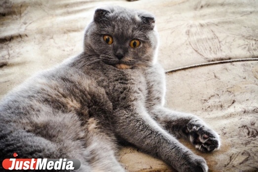 В Екатеринбурге будут судит мужчину, который сбросил с балкона кота своей знакомой - Фото 1
