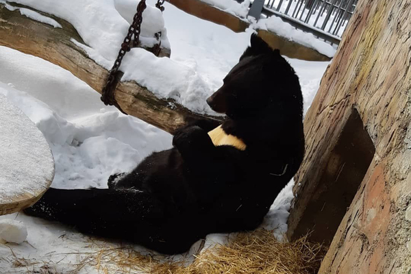 В Екатеринбургском зоопарке медведи вышли из спячки - Фото 1