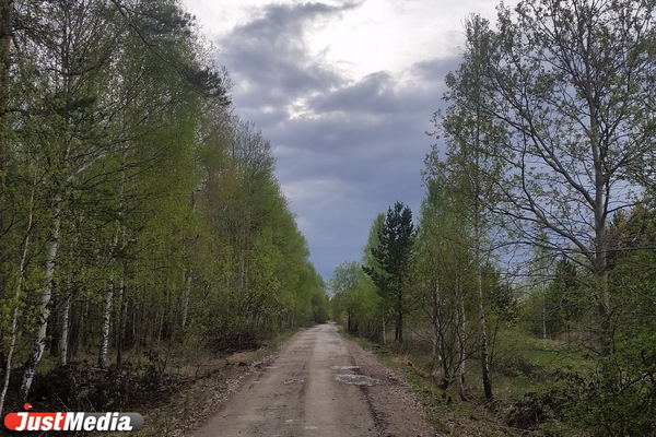  В 2019 году в Свердловской области восстановят 27 тысяч гектаров леса - Фото 1