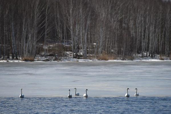 На озере рядом с АО «Уралэлектромедь» поселилась стая белых лебедей - Фото 1