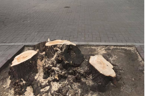 В Екатеринбурге бизнесмен незаконно снес деревья на улице Вайнера - Фото 1