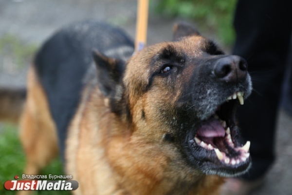 В Талицком районе домашняя собака загрызла прохожего - Фото 1
