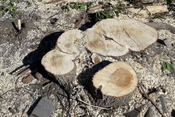 На ЖБИ ради благоустройства сквера первых строителей МЖК начали рубить деревья - Фото 1