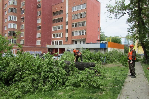 В Екатеринбурге на улице Декабристов снесли десятки деревьев ради детской площадки - Фото 1