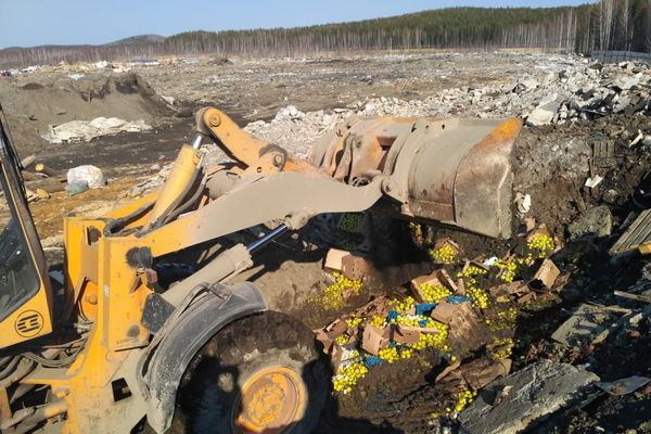 В Свердловской области бульдозер раздавил 1,5 тонны санкционных яблок - Фото 1