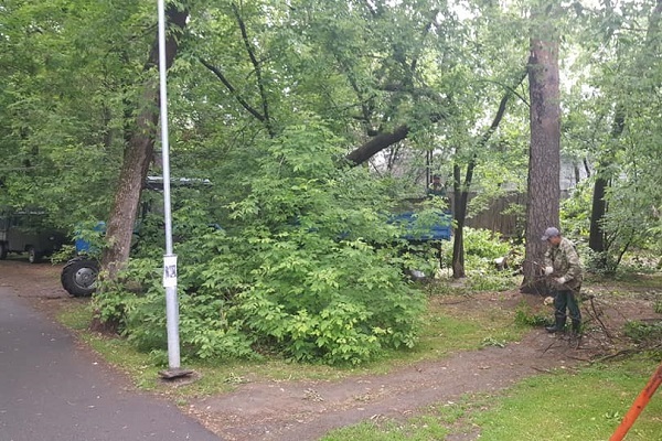 В Зеленой роще начали рубить деревья - Фото 1