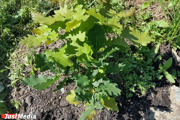 Высокинскому подарили саженец Петровского дуба из Летнего сада - Фото 1