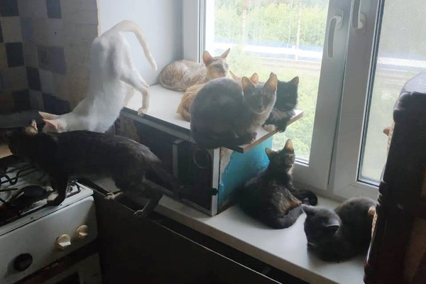 В квартире Екатеринбурга приставы нашли 10 кошек и 15 собак - Фото 1