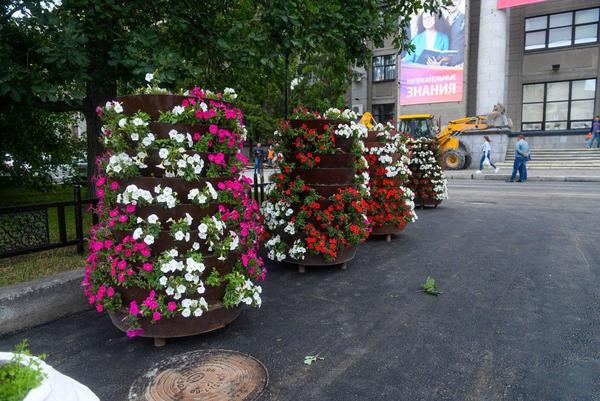 Екатеринбургские блогеры высмеяли ситуацию с «президентским цветником» около УрФУ - Фото 1