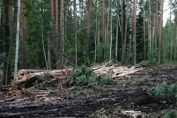 Уральцев напугали вырубки леса в районе горы Волчиха. ФОТО - Фото 1