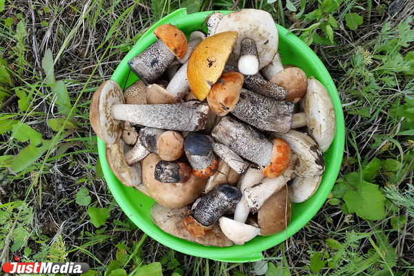 Россияне с каждым годом все больше увлекаются охотой за грибами и ягодами - Фото 1