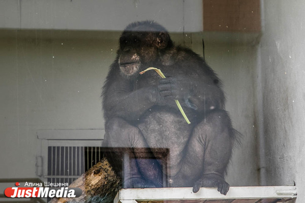 Шимпанзе из Екатеринбургского зоопарка предпочитают сексу жизнь «соседей по коммуналке». ZOOJUST - Фото 1