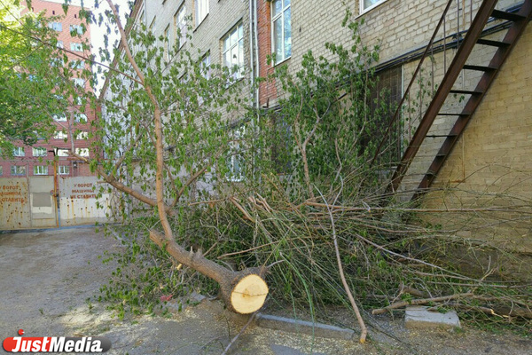 Природоохранная прокуратура нашла нарушения в «благоустройстве» сквера на Грибоедова, где вырубили деревья  - Фото 1
