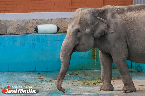  Капризная слониха Даша всегда держит ноги в идеальном состоянии и признает только одного мастера по маникюру. ZOOJUST - Фото 1