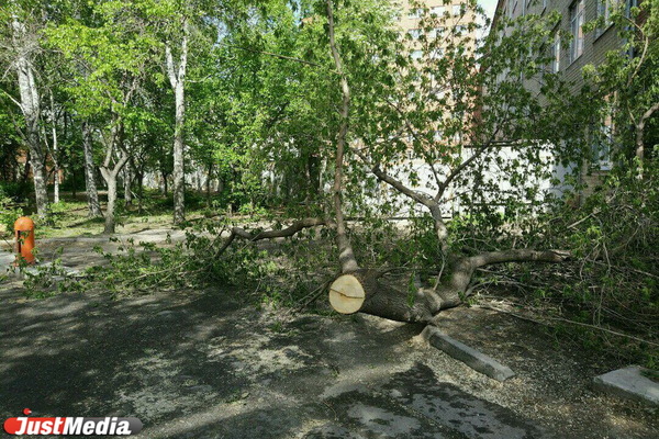 Высокинский пообещал вернуть деревья в скандальный сквер на Химмаше - Фото 1