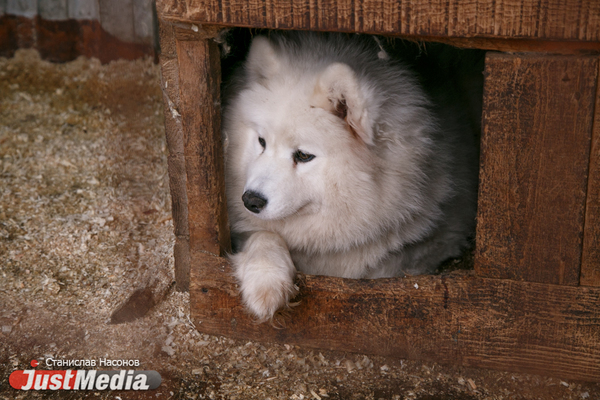 В Екатеринбурге объявили срочный поиск хозяев для 43 собак - Фото 1