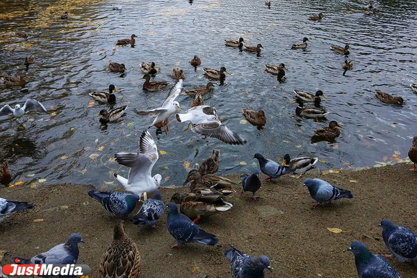 Чем кормить уточек, кроме хлеба, и почему это может убить других птиц - Фото 1