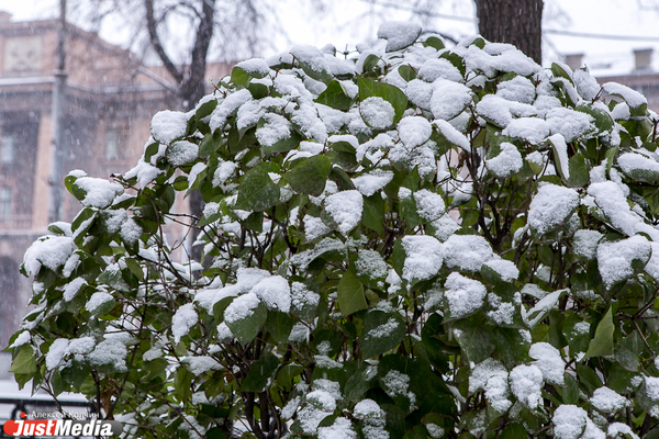 В разгар снегопадов на площади Обороны высадят 33 дерева - Фото 1