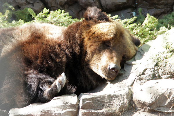 Екатеринбургские медведи готовятся к спячке - Фото 1