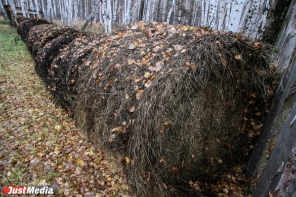В Свердловской области сгорели 300 тюков сена - Фото 1