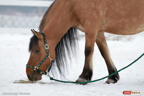 В Свердловской области хозяин лошади, которая спровоцировала ДТП, заплатит пострадавшим более 65 тысяч рублей - Фото 1