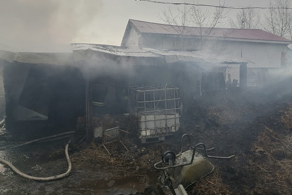 В Екатеринбурге в пожаре заживо сгорели 12 лошадей и 5 собак - Фото 1