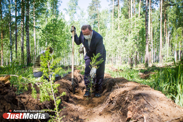 В Екатеринбурге высадили «Лес Победы» на территории, где деревья пострадали от «черных лесорубов» - Фото 1