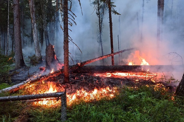 В заповеднике «Денежкин камень» остановили продвижение огня в лесу - Фото 1