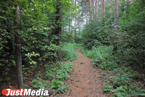 Еще одна часть Шарташского лесопарка будет закрыта для проезда автомобилей - Фото 1