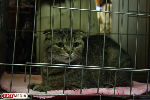В Саратове кот спас хозяина во время пожара - Фото 1