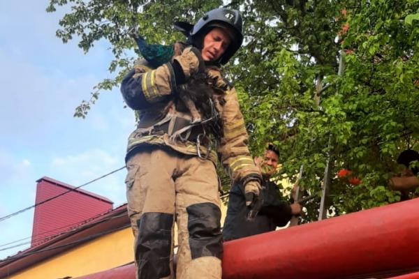 Пожарные Первоуральска спасли павлина, запутавшегося в ветках дерева - Фото 1