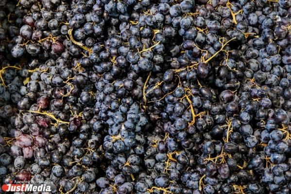 Чем полезен черный виноград - Фото 1