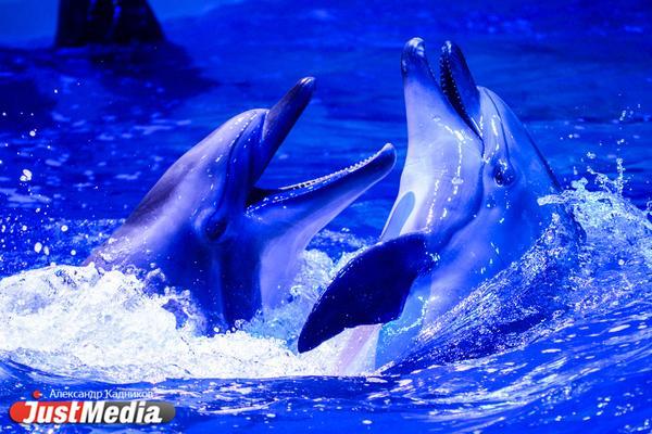 Неизвестные выбросили в море дельфинов в Севастополе - Фото 1