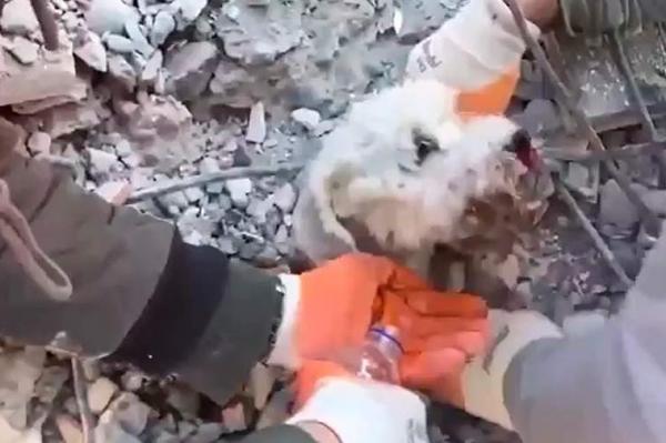 В Турции из-под завалов спасли маленькую собаку - Фото 1