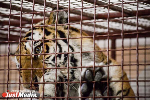В Хабаровском крае тигр растерзал охотника - Фото 1