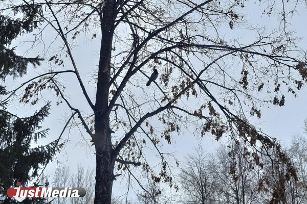 Продолжаем наслаждаться весной. В Екатеринбурге 0 градусов, облачно с прояснениями - Фото 1