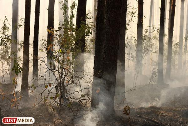 Спасатели взяли под контроль практически все лесные пожары на Среднем Урале - Фото 1