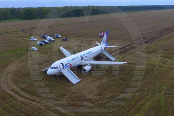 Самолет «Уральских авиалиний», севший на пшеничное поле, разберут и утилизируют - Фото 1