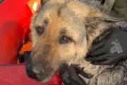 В Самарской области в подтопленном селе из воды спасли собаку