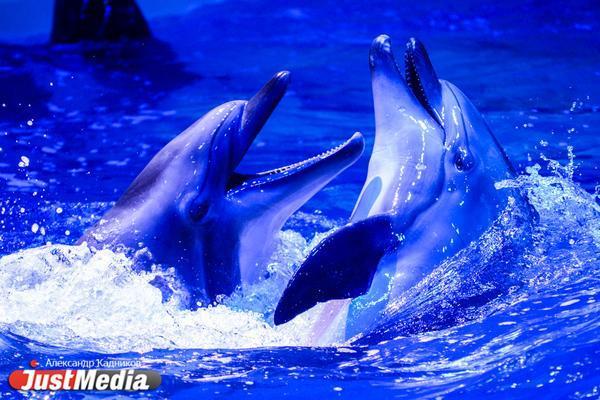 В Анапе начали проверку после массовой гибели дельфинов - Фото 1