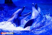 В Екатеринбургском океанариуме родился дельфиненок