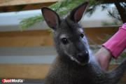 Малыши кенгуру и японский макак: свердловчане активно знакомятся с новыми обитателями зоопарка