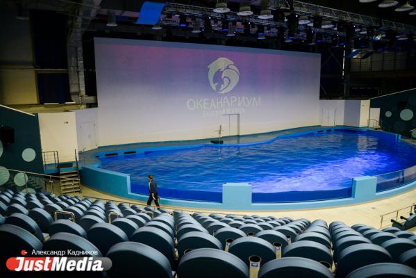Две тонны, выпрыгивающие из воды, это мощно! JustMedia.ru побывал в крупнейшем на Урале, но еще закрытом для посетителей океанариуме - Фото 3