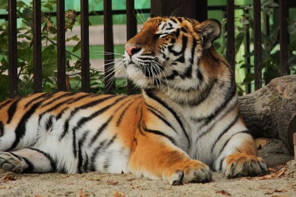 Амурскую тигрицу выпустили к посетителям Екатеринбургского зоопарка - Фото 3